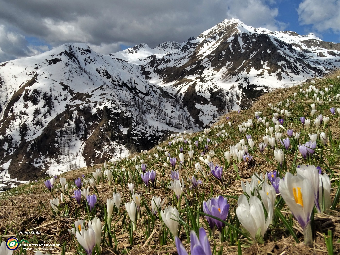 37 Distese di Crocus vernus bianchi e violetti con vista verso la costiera dal Mincucco al Ponteranica .JPG